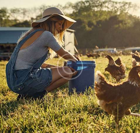 Tips for Keeping Chickens